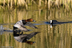 Tafelente - Zum Vergroessern klicken!
